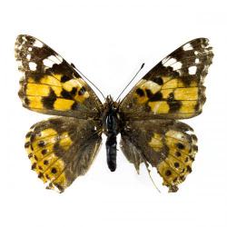 Vanessa cardui, plaga