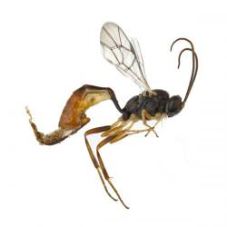 Venturia canescens, plaga