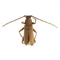 Vesperus xatarti, plaga