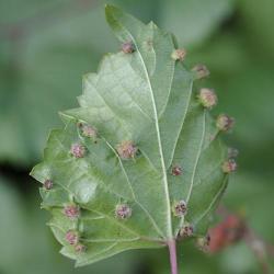 Viteus vitifolii, plaga