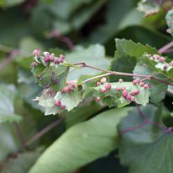 Viteus vitifolii, plaga