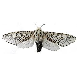 Zeuzera pyrina, plaga