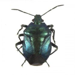 Zicrona caerulea, plaga