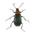 Coleoptera / Chrysomelid.