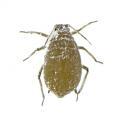Homoptera / Aphididae