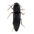 Coleoptera / Elateridae