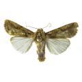 Spodoptera spp.; Spodoptera exigua y Spodoptera littoralis