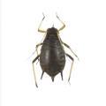Homoptera / Aphididae