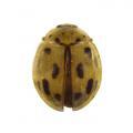 Coleoptera / Coccinellidae