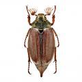 Coleoptera / Scarabaeidae