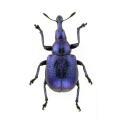 Coleoptera / Curculionidae