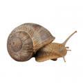 Helix spp., Theba pisana, Limax spp., Arion hortensis, etc.