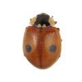 Coleoptera / Coccinellidae
