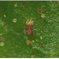 Acarina / Tetranychidae