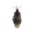 Heterop. / Anthocoridae