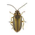 Coleoptera / Chrysomelid.