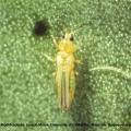 Scirtothrips inermis