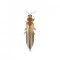 Thysanoptera / Thripidae