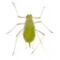 Homoptera / Aphididae