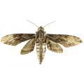 Lepidoptera / Sphingidae