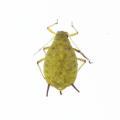 Aphis pomi