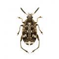 Coleoptera / Bruchidae