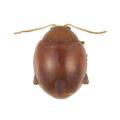 Coleoptera / Chrysomelid.