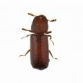 Rhizopertha dominica