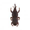 Coleoptera / Curculionidae