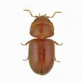 Lasioderma serricorne