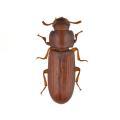 Coleoptera / Tenebrionidae