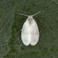 Homoptera / Aleyrodidae