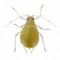 Homoptera / Aphididae