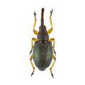 Coleoptera / Curculionidae
