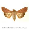 Lepidoptera / Noctuidae