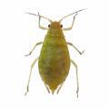 Homoptera / Aphididae