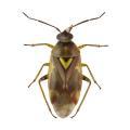 Orthops spp.; O. campestris, O. basalis, O. kalmii