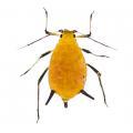 Homoptera / Aphididae