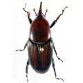 Rhynchophorus ferrugineus