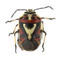 Heterop. / Pentatomidae