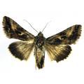 Lepidoptera / Noctuidae