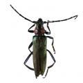 Coleoptera / Cerambycidae