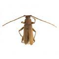 Vesperus xatarti