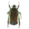 Coleoptera / Scarabaeidae