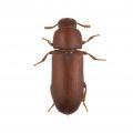 Coleoptera / Tenebrionidae