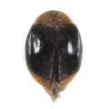 Coleoptera / Coccinellidae