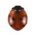 Coleoptera / Coccinellidae
