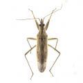 Nabis spp.