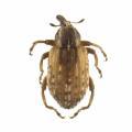 Coleoptera / Curculionidae