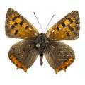 Lycaena phlaeas